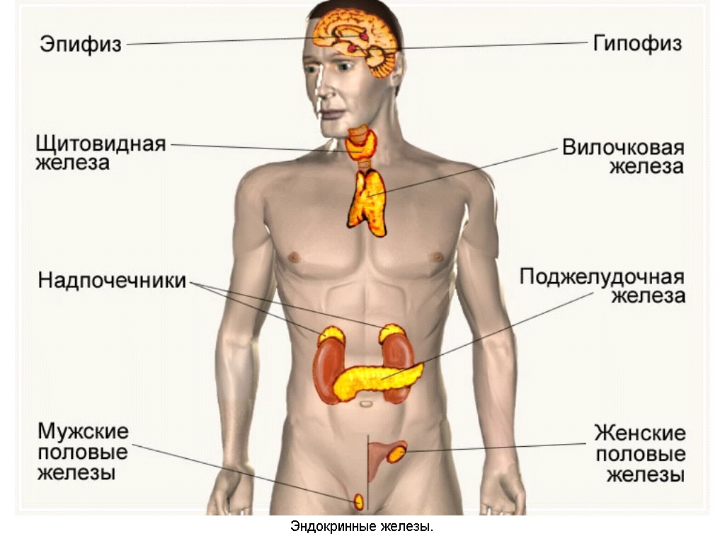 Многопрофильный медицинский центр Доктор Алекс: запись на прием, телефон,  адрес, отзывы цены и скидки на InfoDoctor.ru